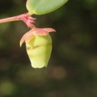 Synostemon bacciformis (L.) G.L.Webster